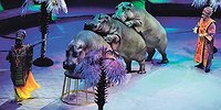 Эдгард Запашный: «Если бы речь шла не о Cirque du Soleil, я бы высказался точно так же»