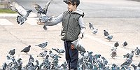 Летающие крысы. Опасны ли голуби в городах?