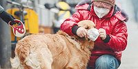 Братья меньшие по карантину