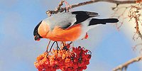 ЗАБУЛДЫГИ-СНЕГИРИ ГРЕЮТ КУСТ РЯБИНОВЫЙ